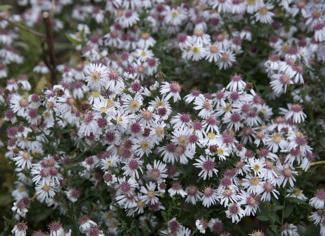 Symphyotrichum lateriflorum 'Chloe'