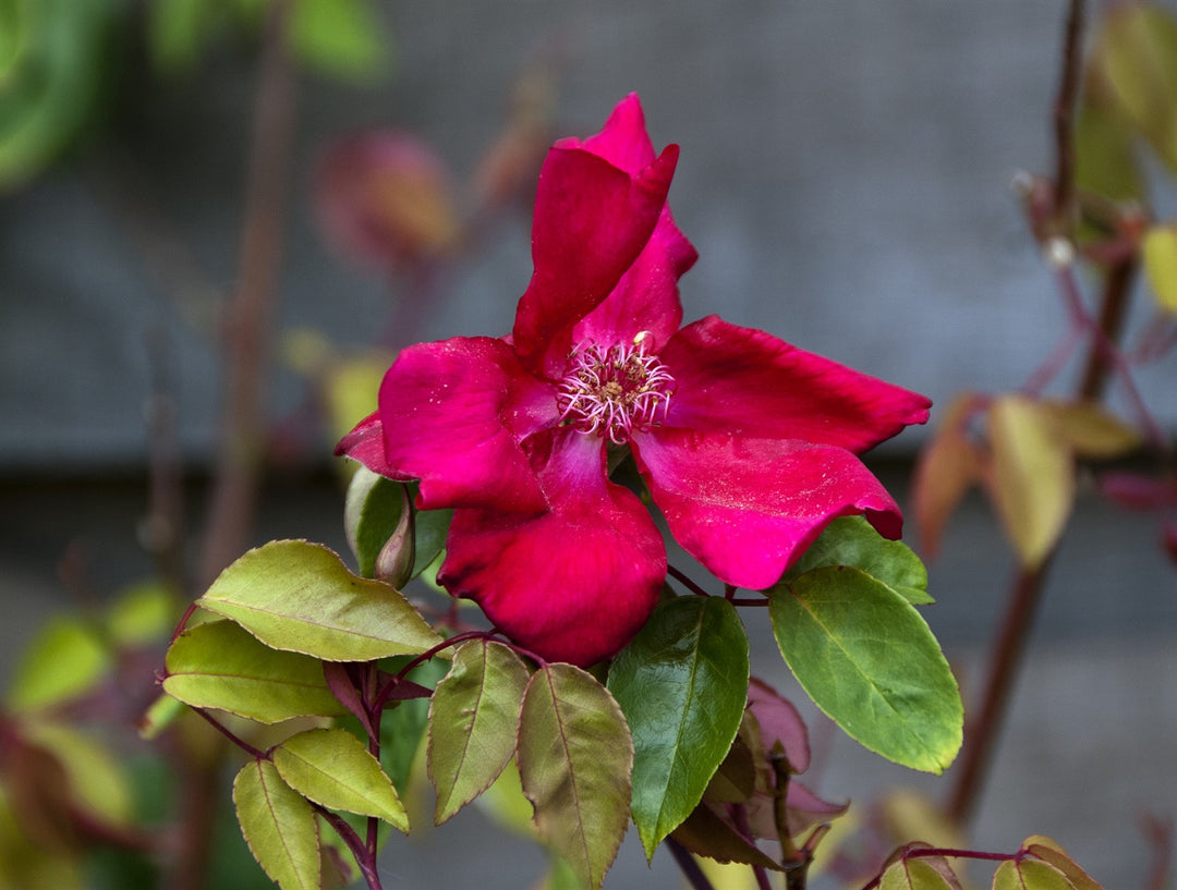 Rosa x odorata Bengal Crimson AGM