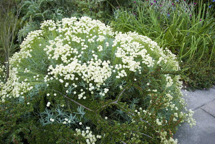 Santolina pinnata subsp. neapolitana AGM