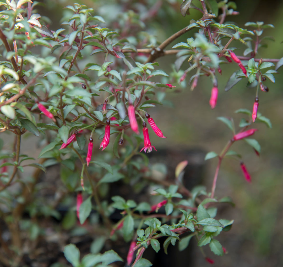 Fuchsia microphylla 'Silver Lining'