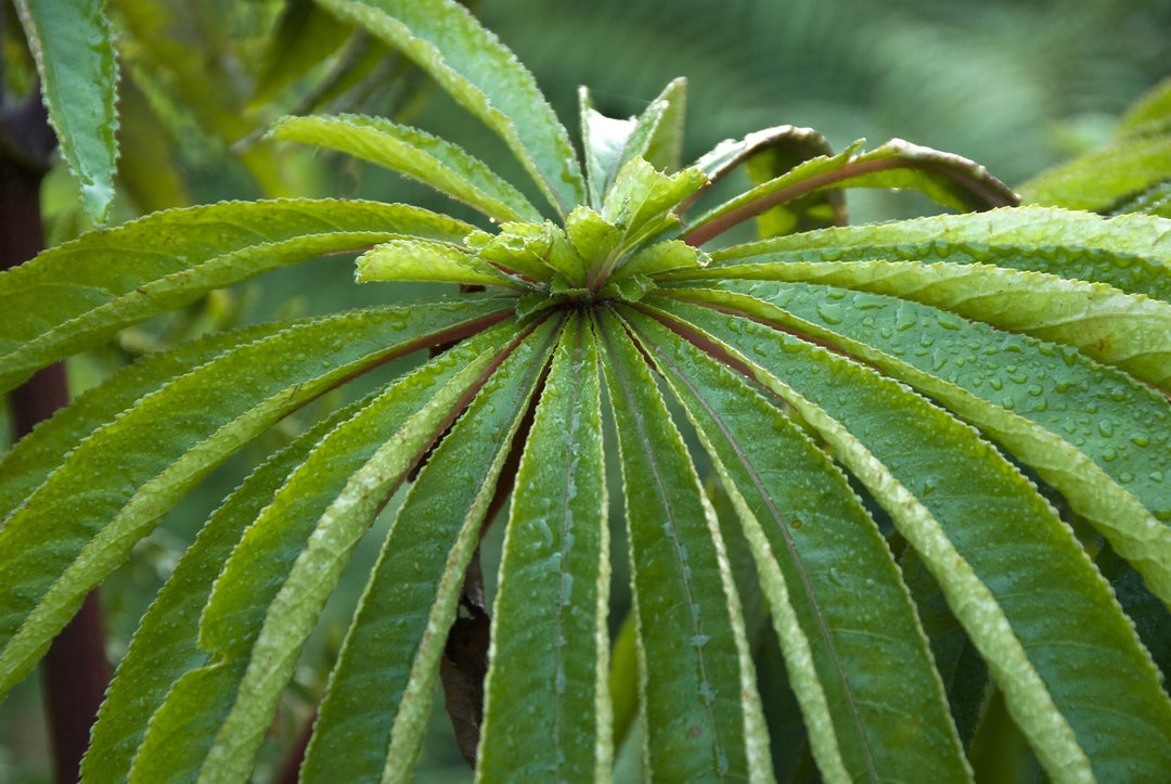 Begonia luxurians AGM