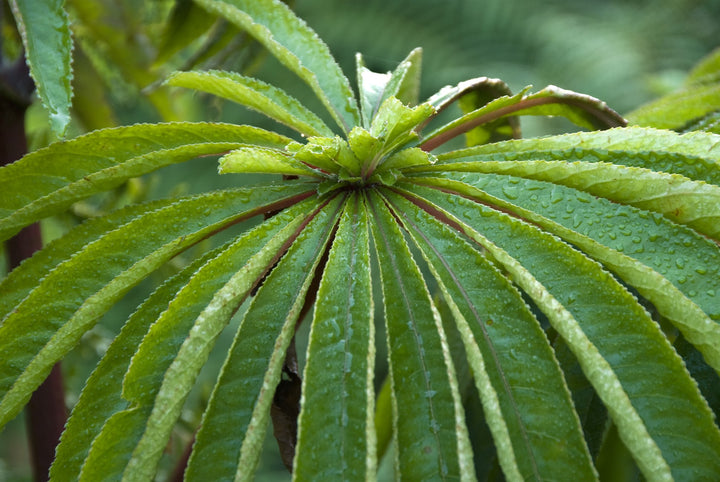 Begonia luxurians AGM
