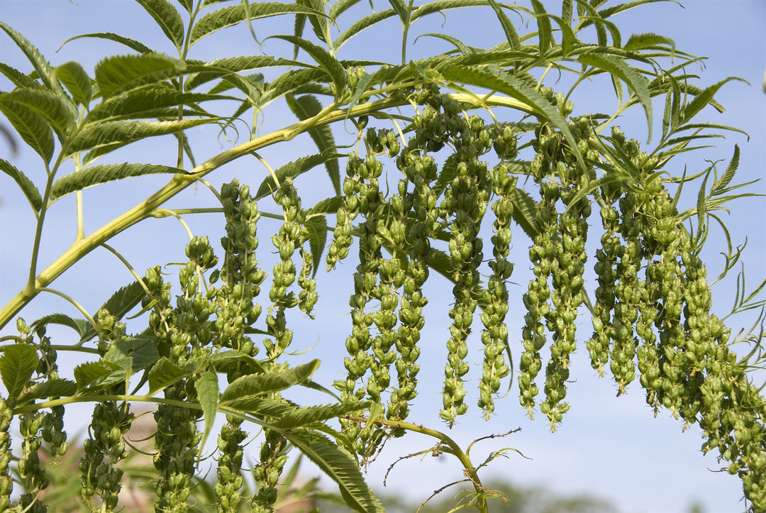 Datisca cannabina