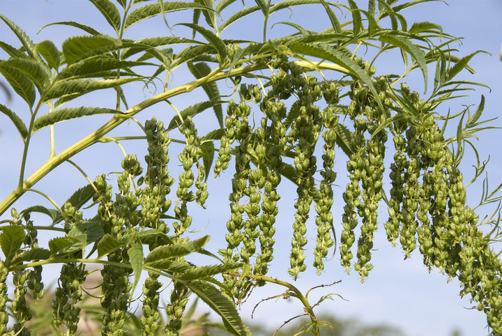 Datisca cannabina
