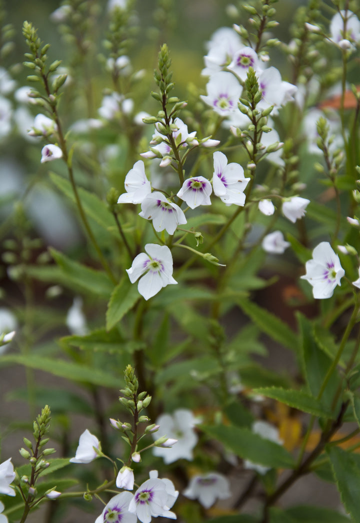 Veronica 'Snow Clouds'
