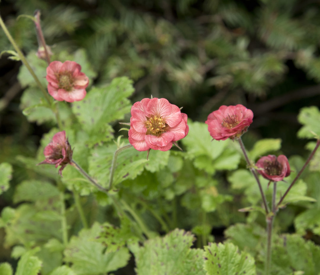 Geum rivale 'Flames of Passion'