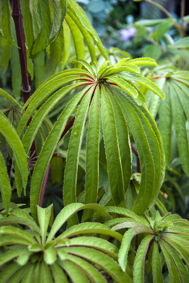 Begonia luxurians AGM