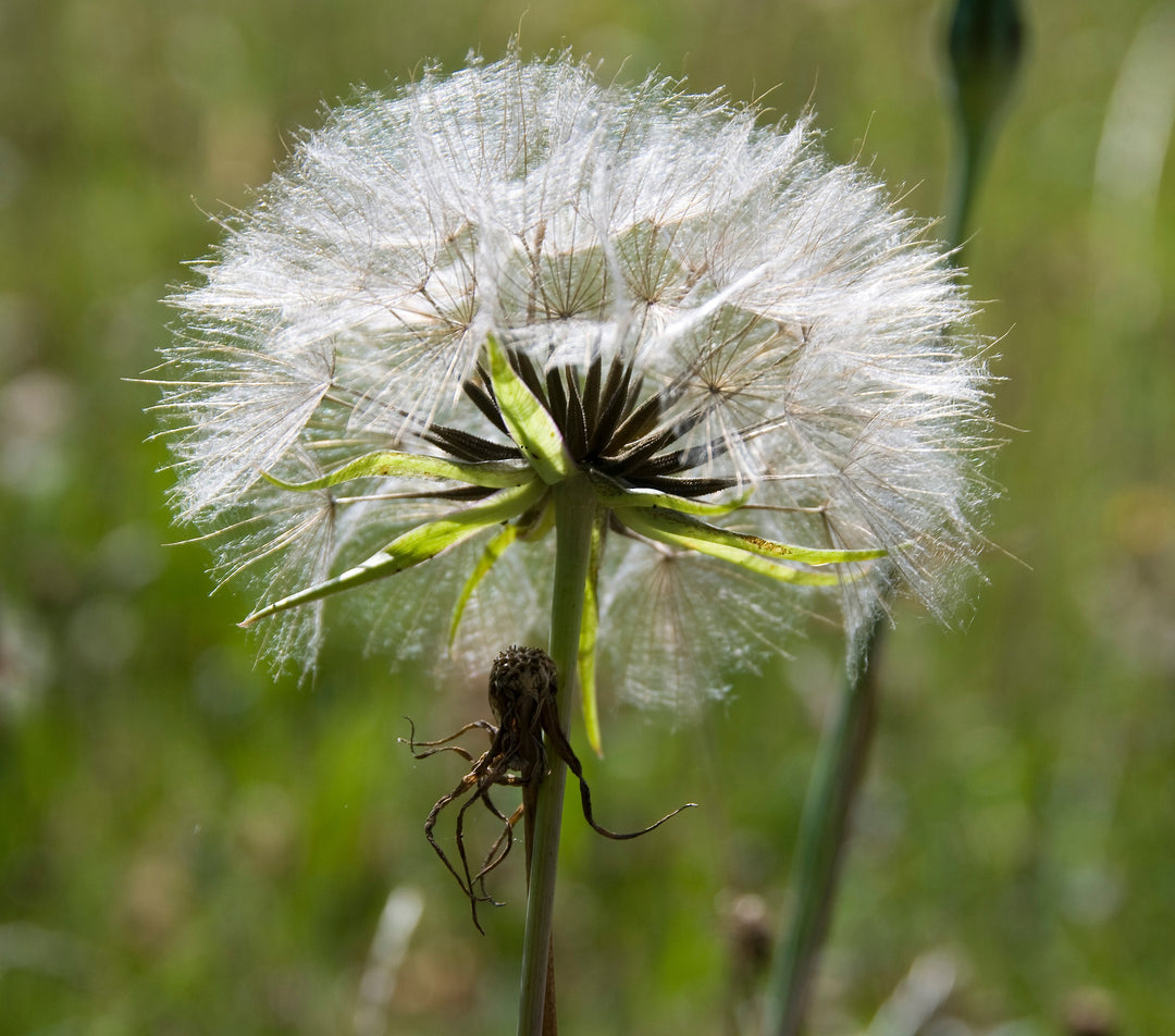 Tragopogon porrifolius