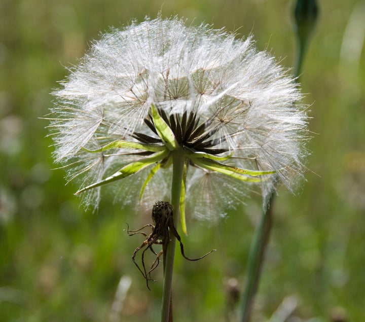 Tragopogon porrifolius