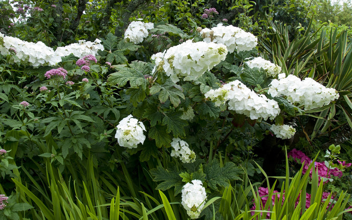 Hydrangea quercifolia