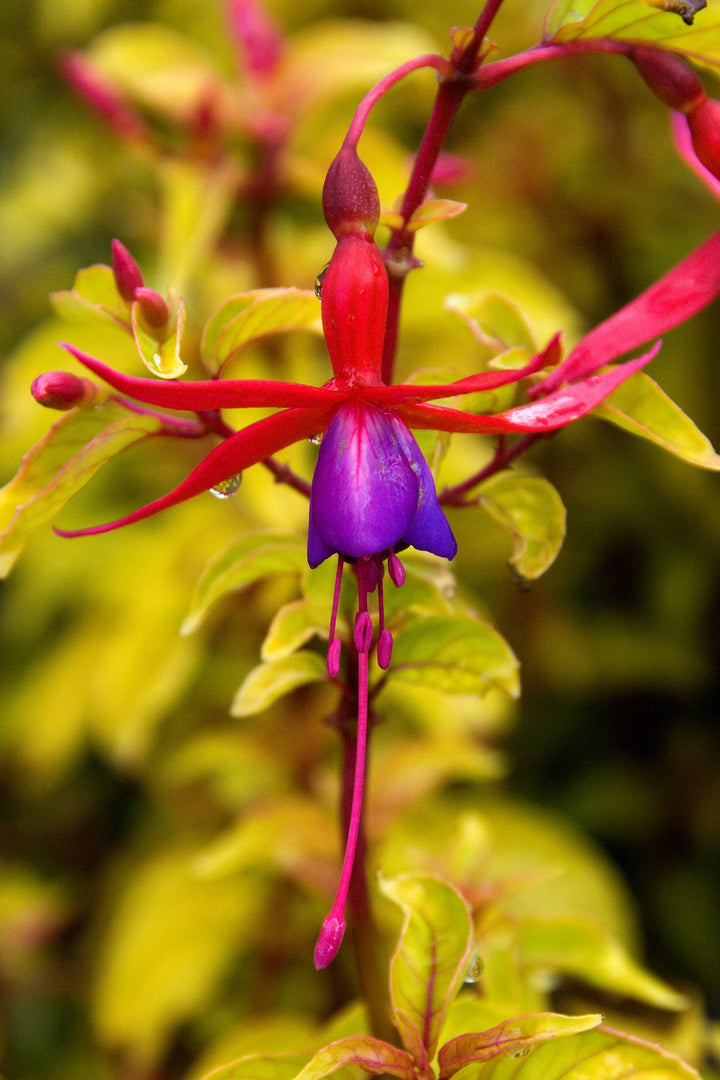 Fuchsia 'Genii' AGM