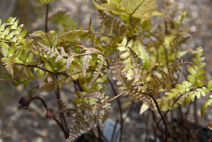 Dryopteris erythrosora AGM