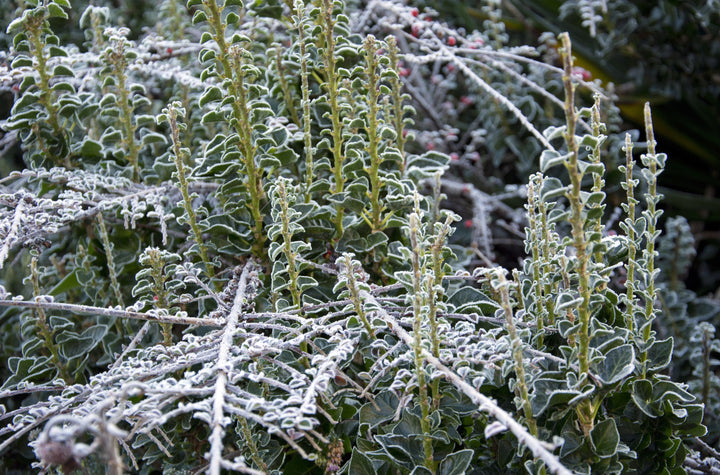 Hedera helix 'Erecta'