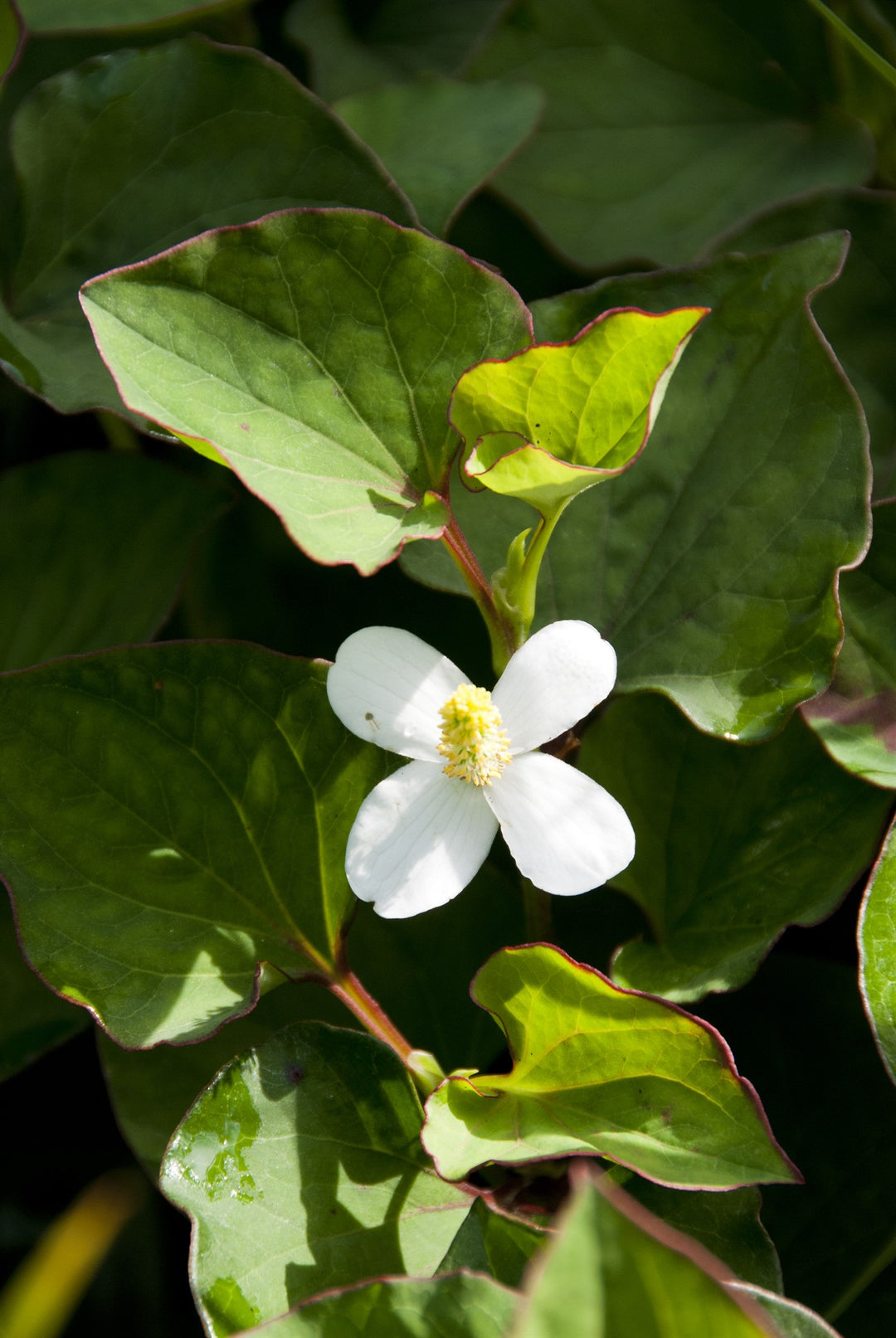 Houttuynia cordata