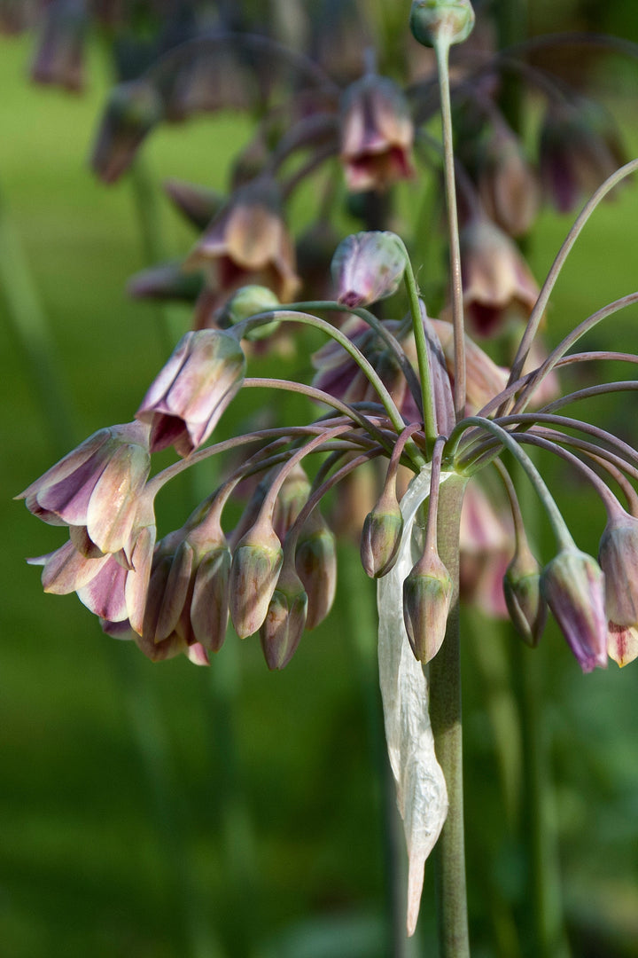 Allium siculum
