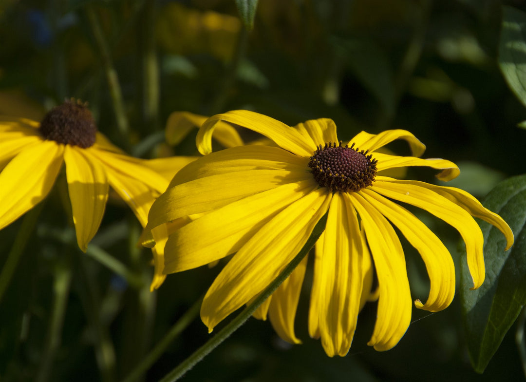 Rudbeckia subtomentosa