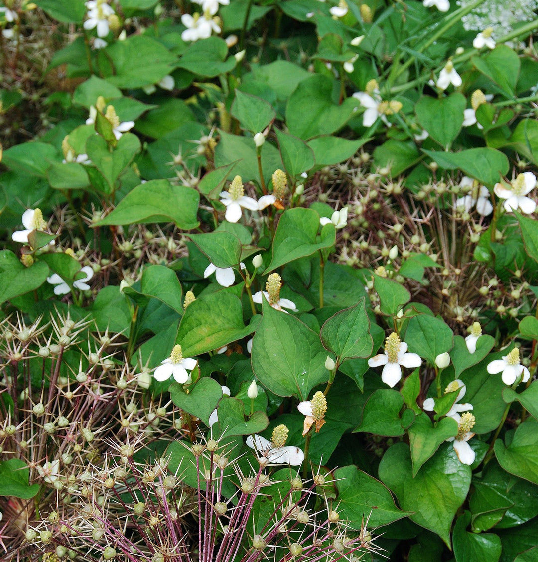 Houttuynia cordata