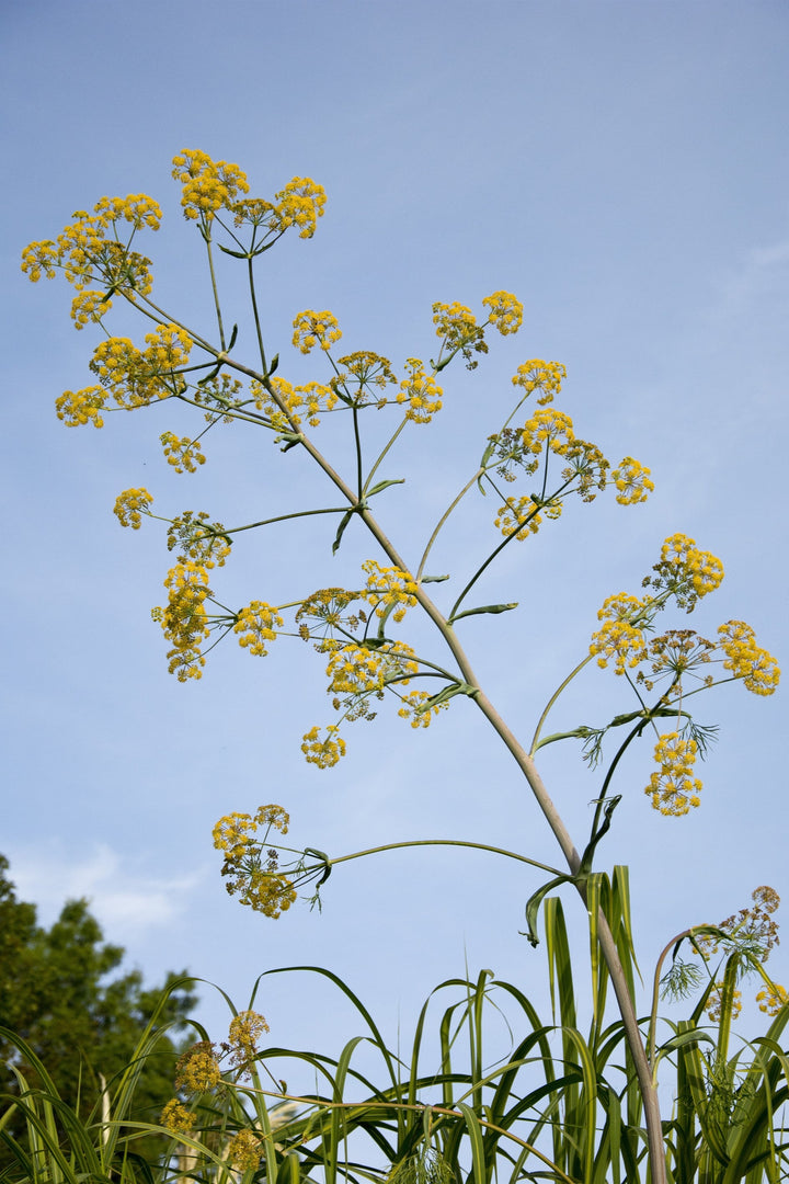 Ferula communis subsp. glauca