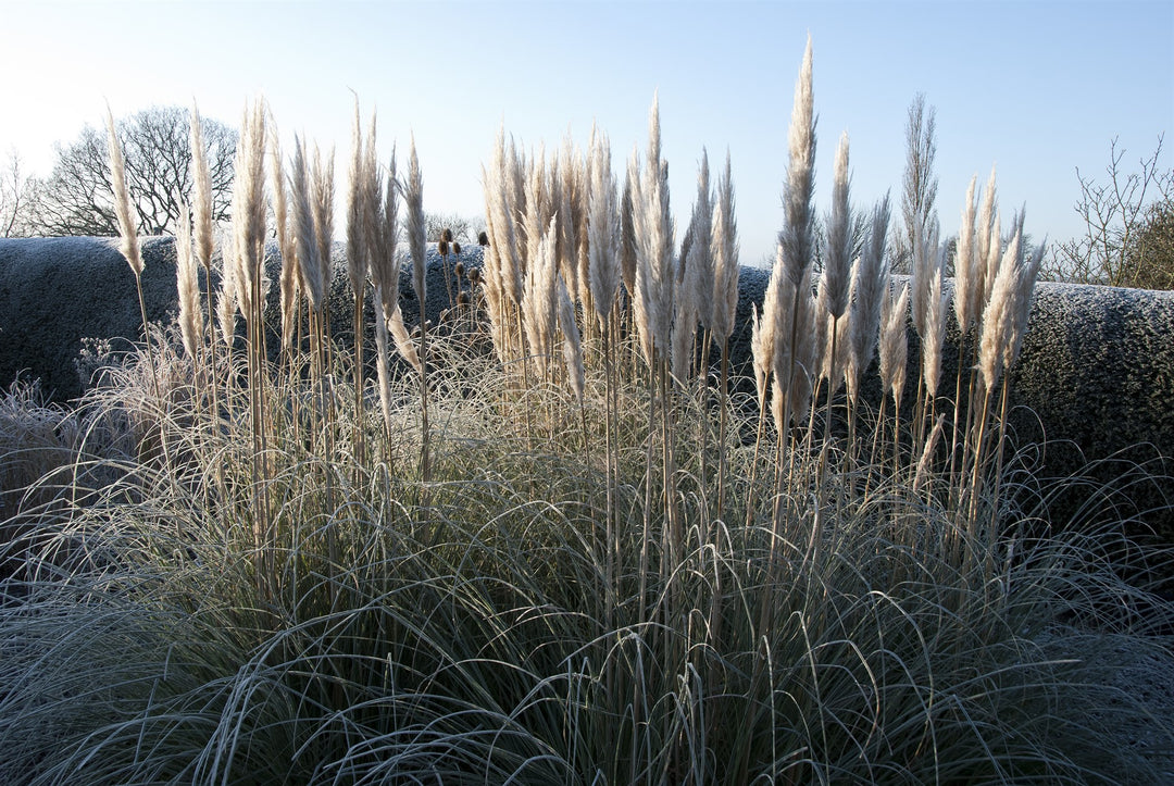Cortaderia selloana Pumila  AGM