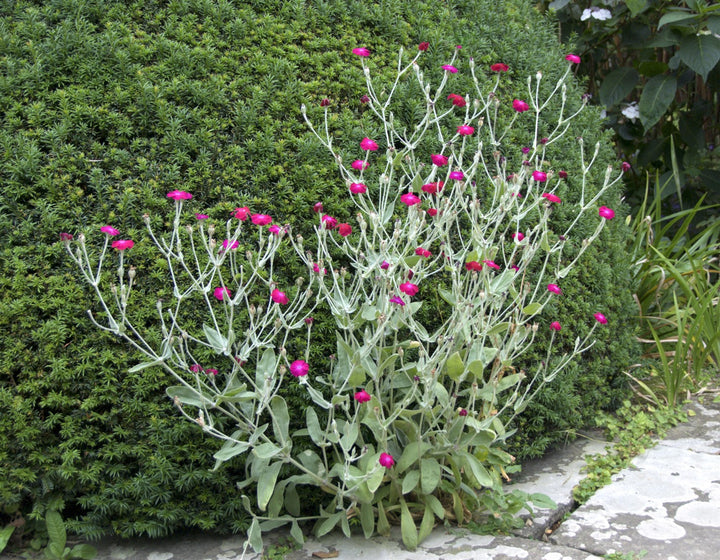 Lychnis coronaria AGM