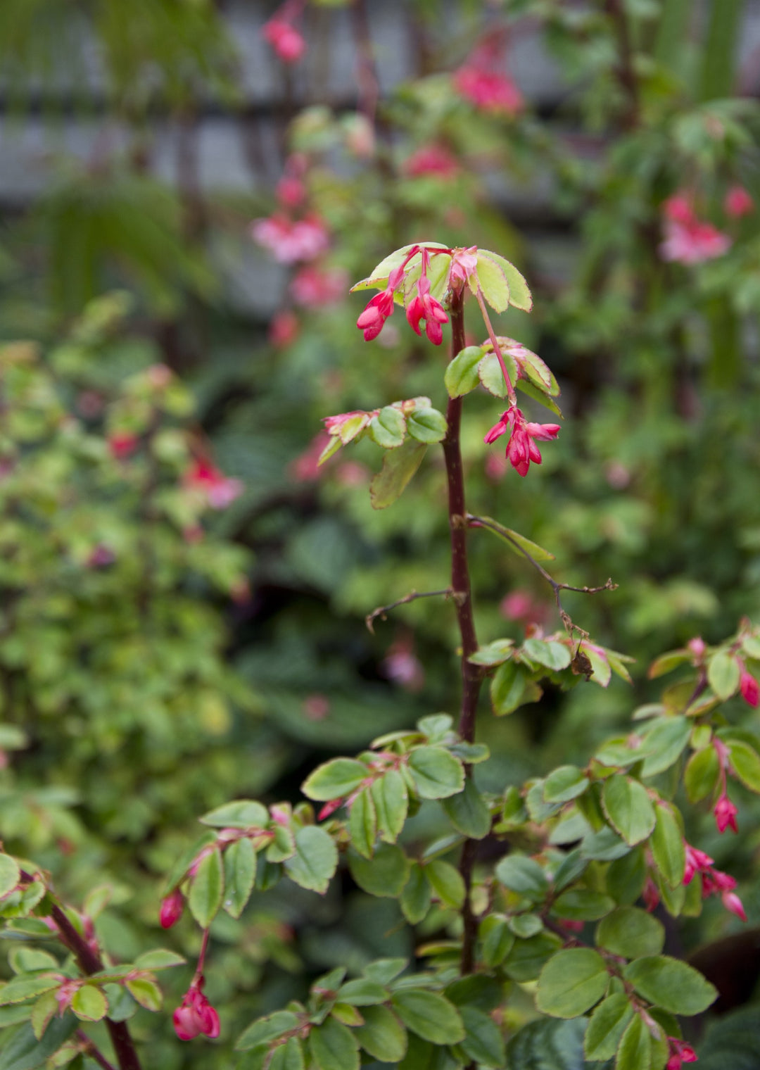 Begonia foliosa var.miniata AGM