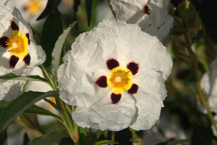 Cistus x cyprius   AGM