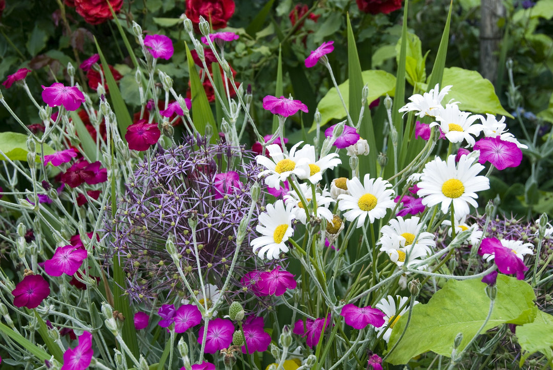 Lychnis coronaria AGM