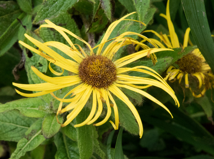 Inula hookeri AGM