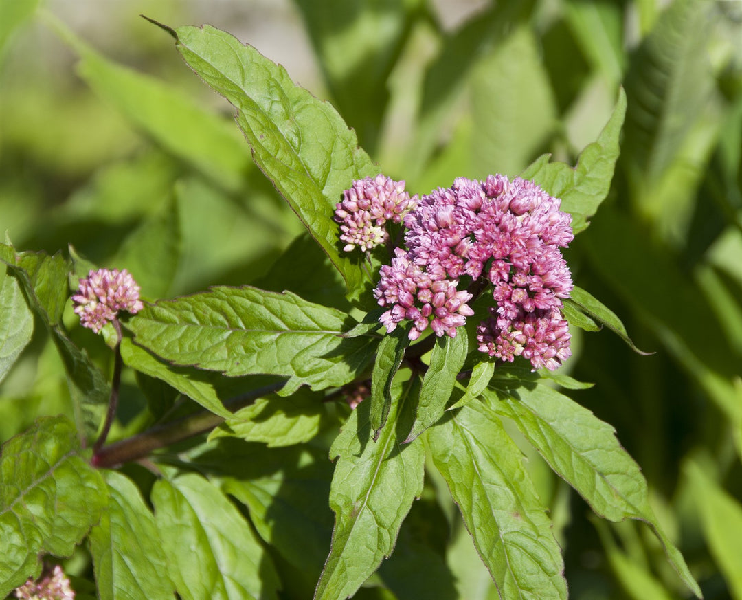 Eupatorium cannabinum f. cannabinum 'Flore Pleno'