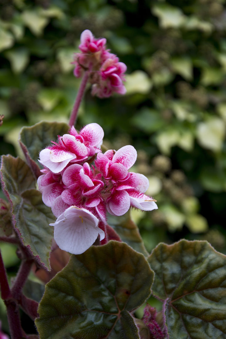 Begonia scharffii
