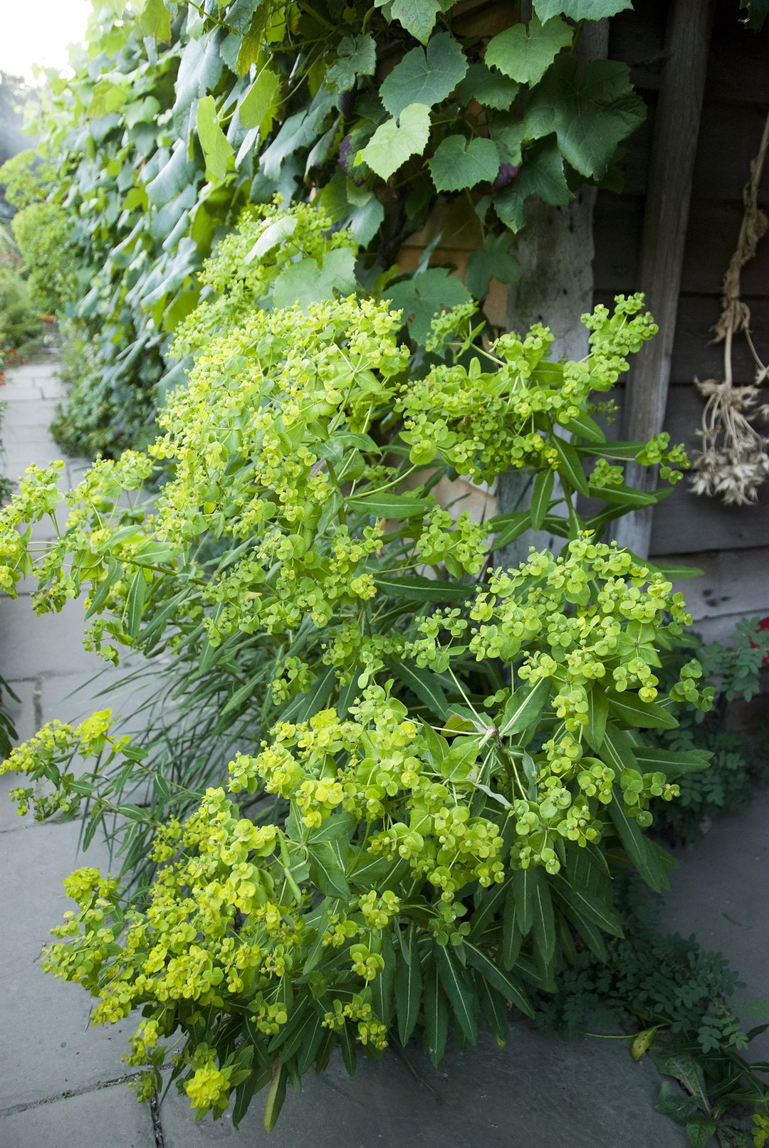 Euphorbia donii Amjilassa