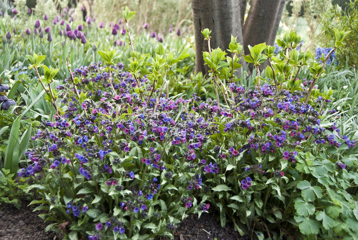Pulmonaria 'Diana Clare' AGM