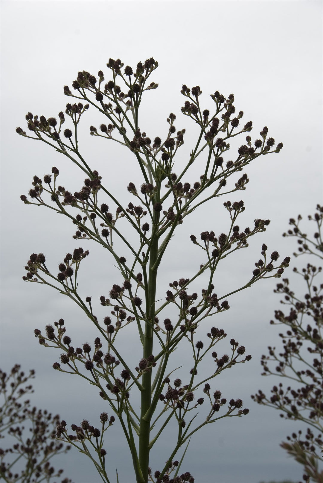 Eryngium pandanifolium 'Physic Purple'