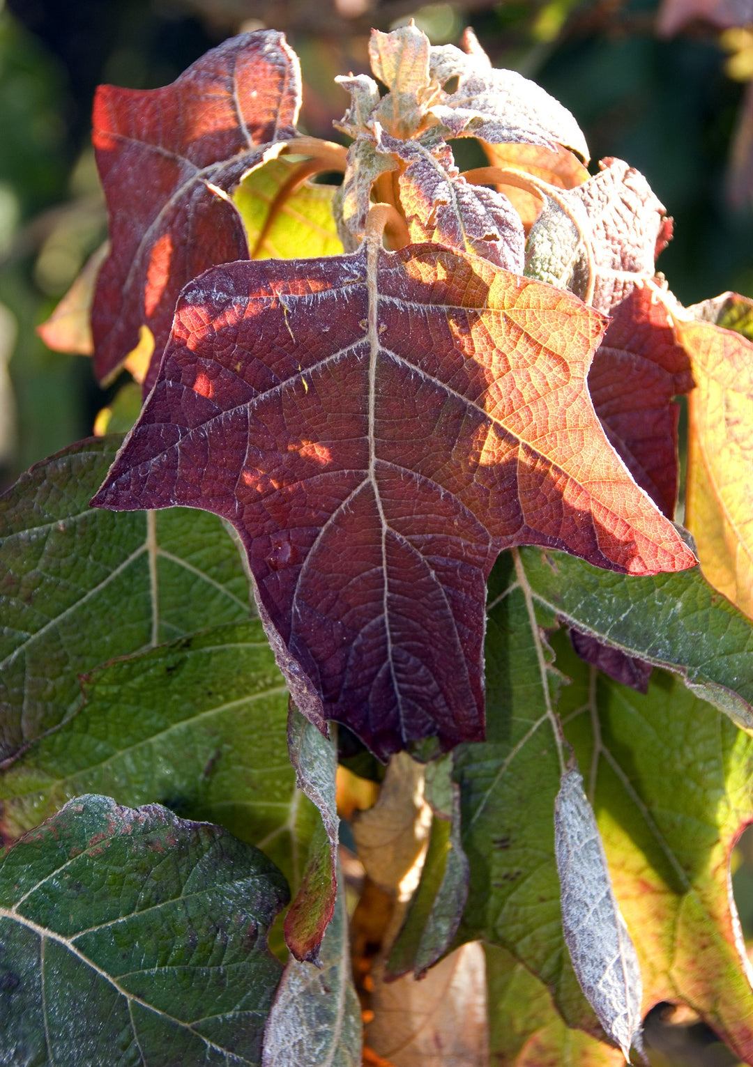 Hydrangea quercifolia