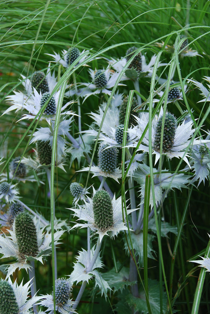 Eryngium giganteum AGM