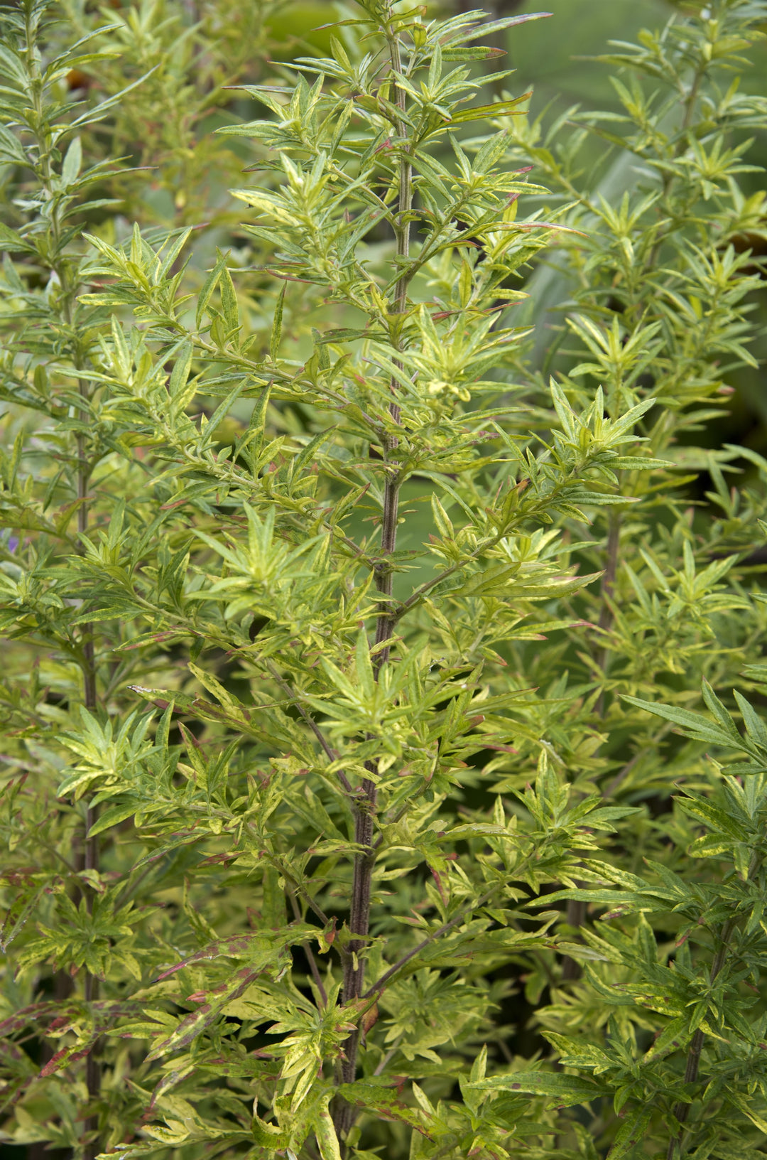 Artemisia 'Oriental Limelight'