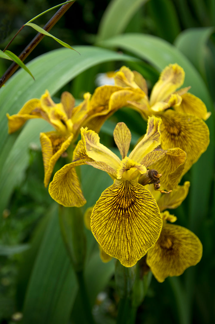Iris 'Berlin Tiger' AGM