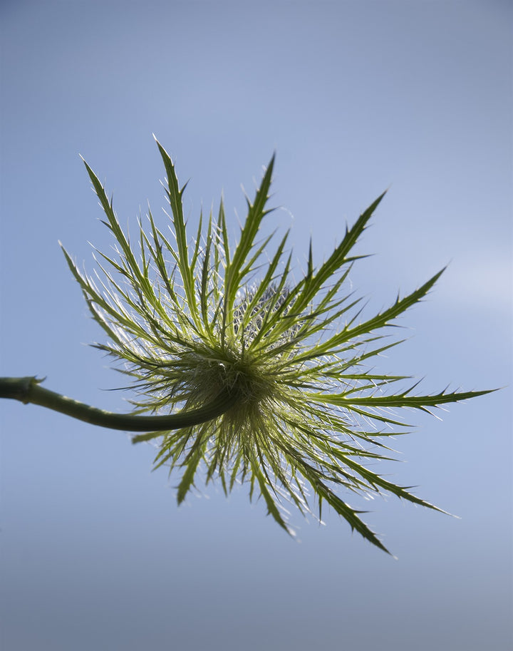 Eryngium x zabelii  Big Blue  AGM -