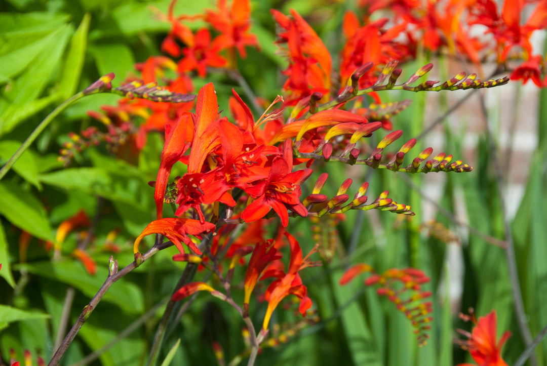 Crocosmia Lucifer Group AGM
