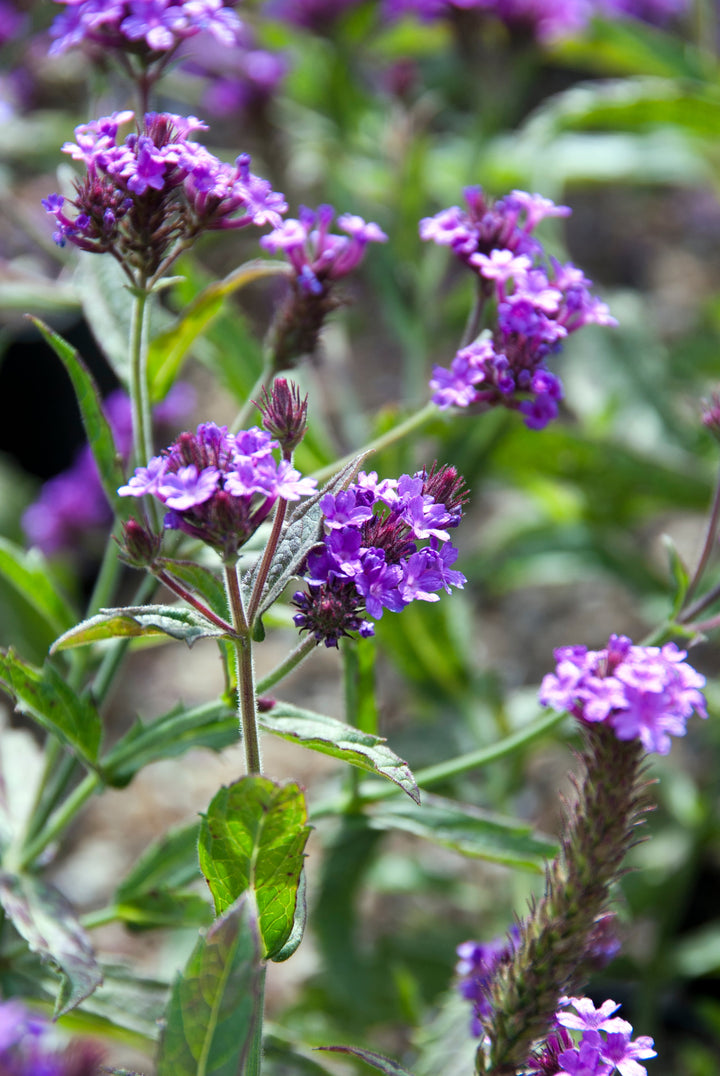 Verbena rigida AGM