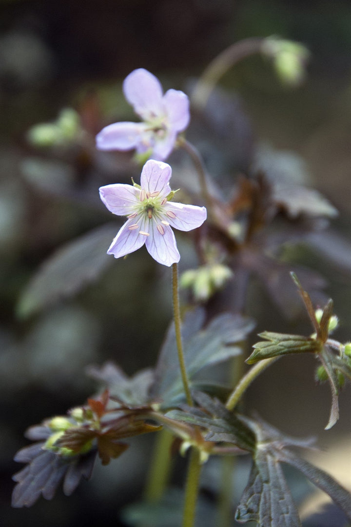 Geranium maculatum 'Elizabeth Ann' AGM