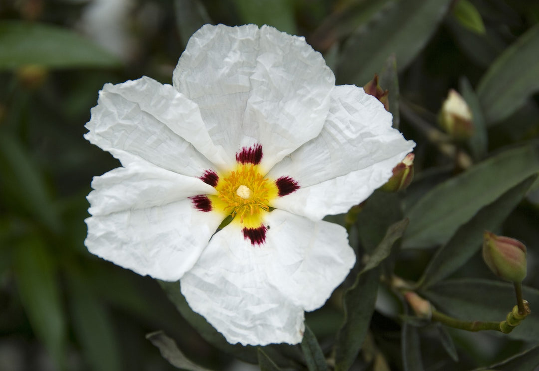 Cistus x cyprius   AGM