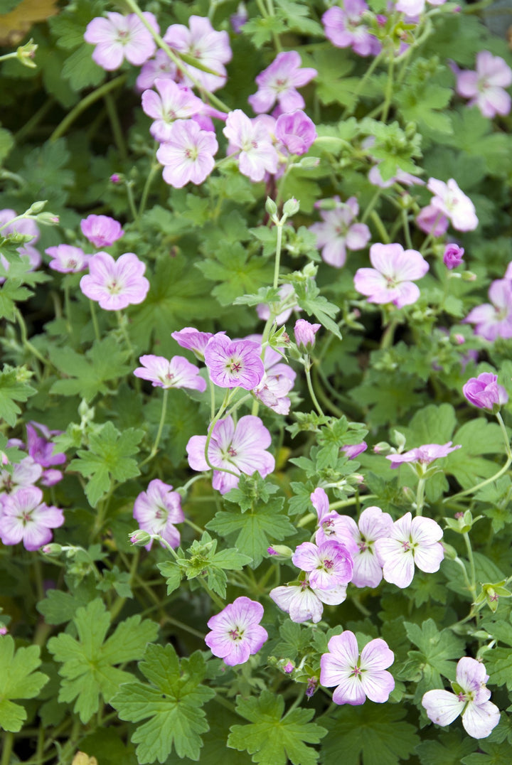 Geranium 'Mavis Simpson' AGM