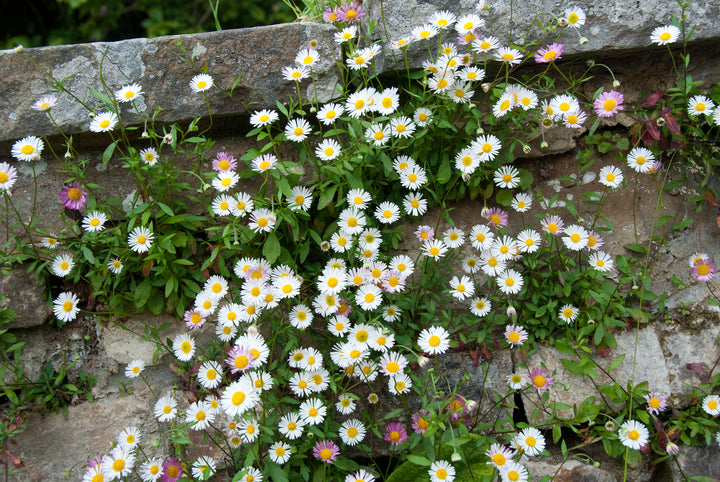 Erigeron karvinskianus AGM