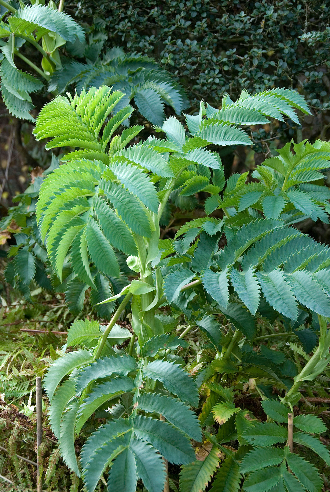 Melianthus major   AGM