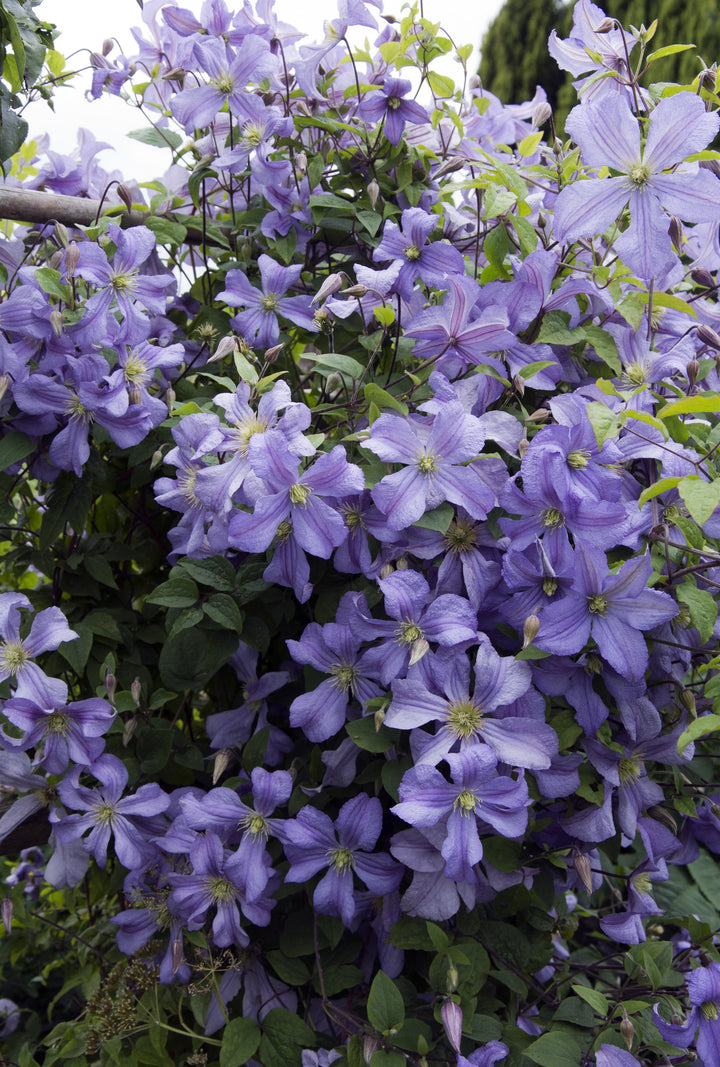 Clematis  Prince Charles  AGM