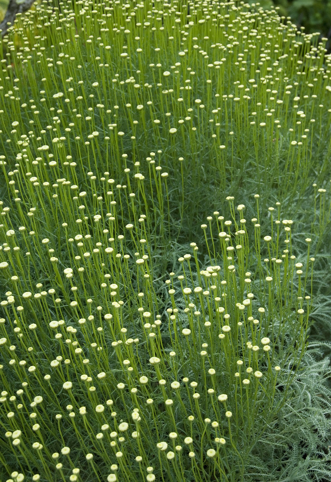 Santolina pinnata subsp. neapolitana AGM