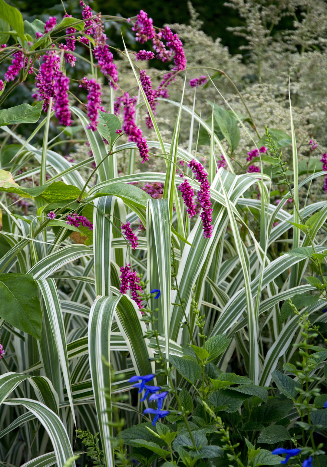 Miscanthus sinensis var. condensatus 'Cosmopolitan' AGM