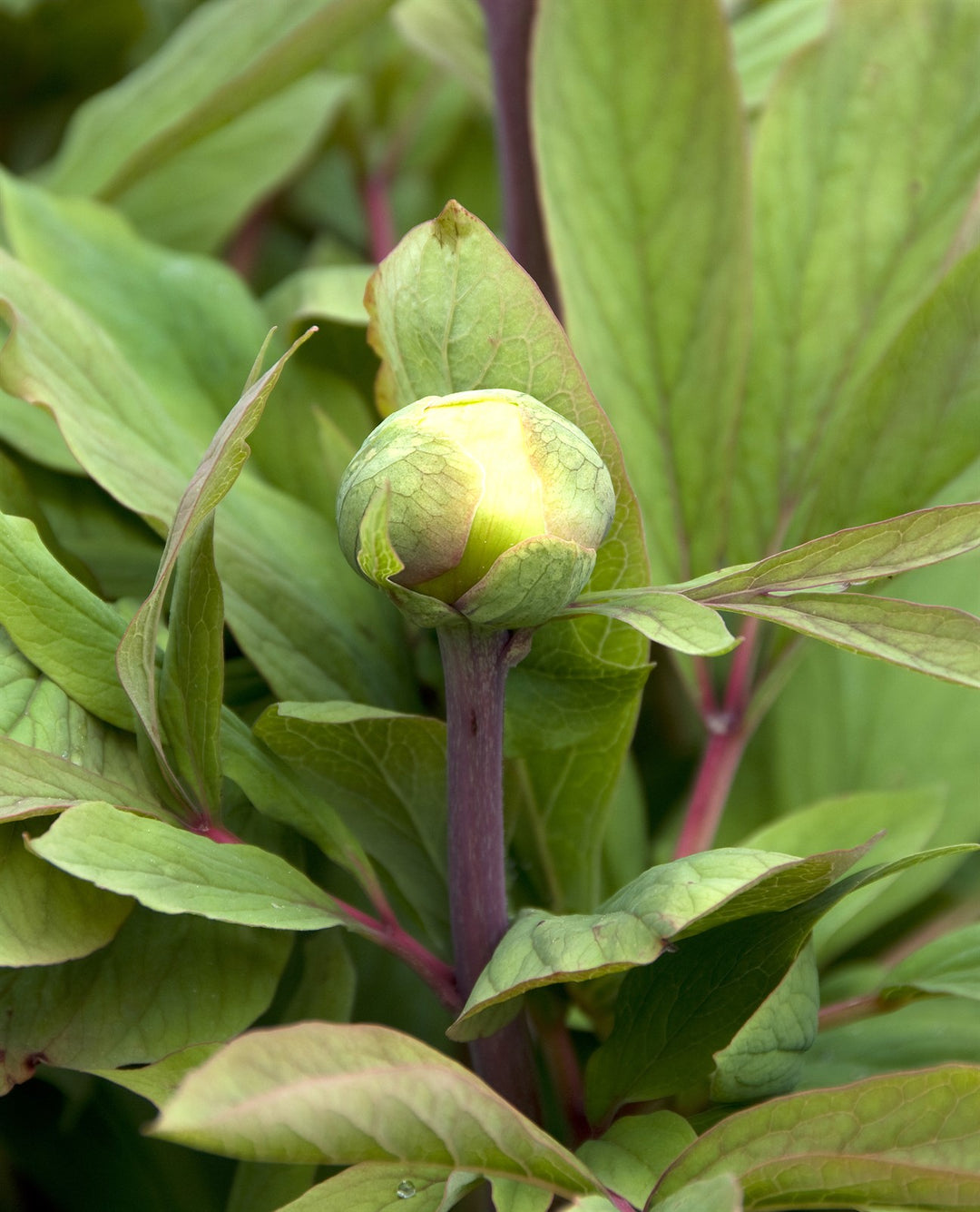 Paeonia mlokosewitschii  AGM
