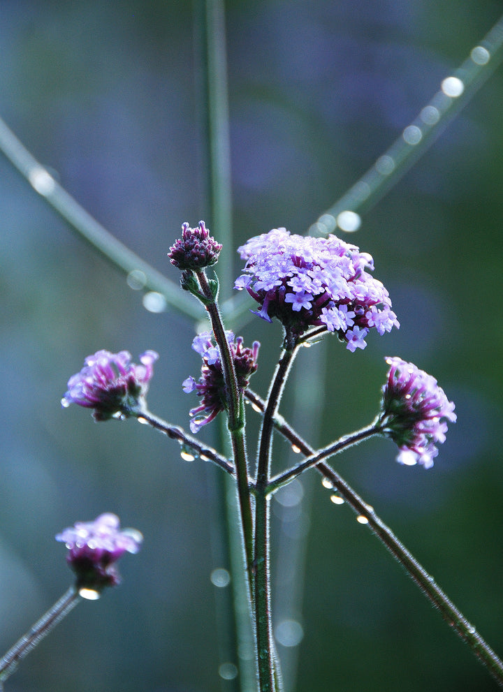 Verbena bonariensis AGM